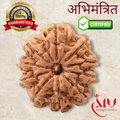 10 Mukhi Rudraksha