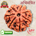 7 Mukhi Rudraksha