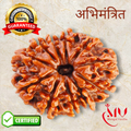 11 Mukhi Rudraksha
