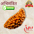 1 Mukhi Rudraksha